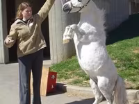 Էգ ձի, Miniature horse — լուսանկար 6
