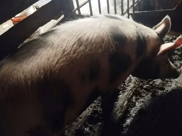 Säue, Schweine