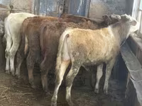 Ցուլ, Խոշոր եղջերավոր — լուսանկար 6