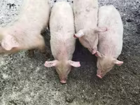 Schweine (Partie, Geschlecht nicht angegeben), Мини-пиг — Foto 2