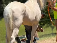 حصان, Kentucky mountain daddle horse — الصورة 6