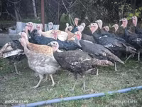 Turkeys — फ़ोटो 2