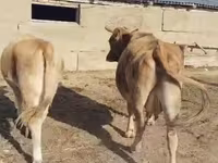 Կով, Latvian Blue cattle — լուսանկար 1