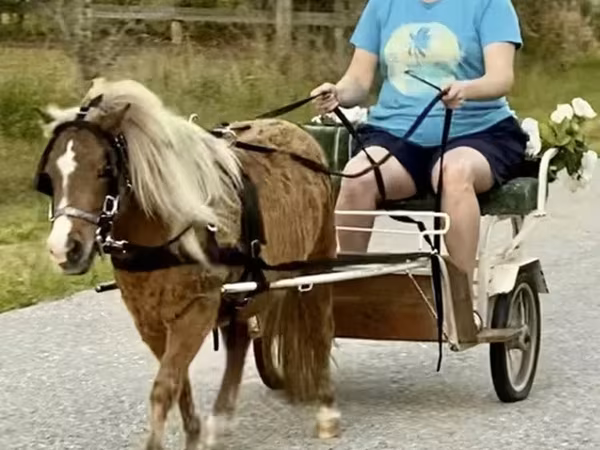 Ձի, Miniature horse