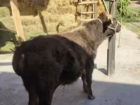 Ցուլ, Բրաուն-մաունթին — լուսանկար 6