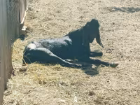 Արու այծ, Kamori goats — լուսանկար 3