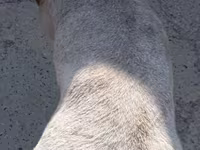 Кочкор, Ордабасин койу — сүрөт 4
