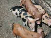 Pigs (batch, sex not specified), Дюрок — photo 4
