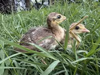 Guinea fowl — 1-сурет