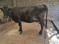 Cow, Simmental cattle — photo 1