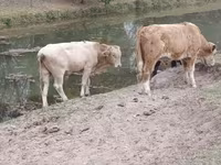 Bull, Auliekol breed — photo 3
