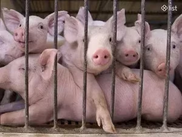 Sow, Pigs — Armenia