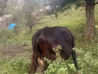 Cow, Cattle — photo 8