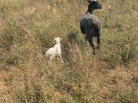 Қой, Romanov sheep — 5-сурет