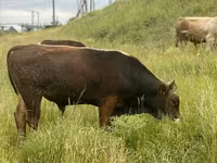 Bull, Cattle — photo 1