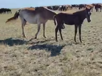 Mare, Horses — photo 2
