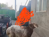 Խոյ, Tian-Shan semifinewool sheep — լուսանկար 2
