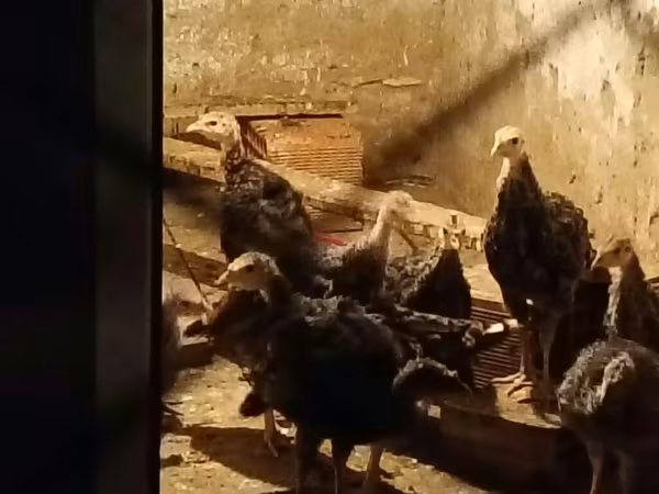 برونز