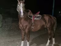 Ձի, Tatar horse — լուսանկար 3