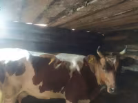 गाय, ऐरशायर — फ़ोटो 8