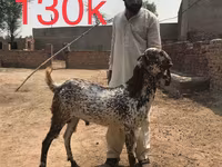 Cabras (lote, sexo não especificado), Najdi goat — foto 5