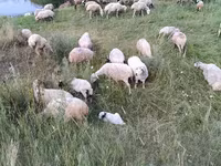 Schaf, Balbas sheep — Foto 6
