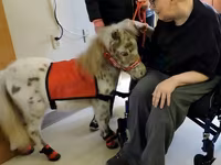 Էգ ձի, Miniature horse — լուսանկար 3