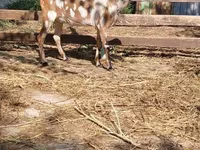 Cabra, Nubian Goat — foto 1