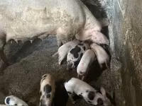 Sow, Pigs — photo 2