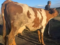Vaca, Simmental cattle — foto 4
