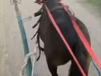 Айғыр, Жылқылар — 1-сурет