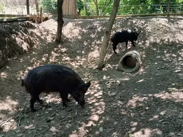 Säue, Schweine