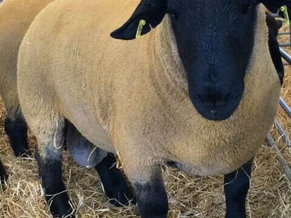 Carnero, Dorper sheep