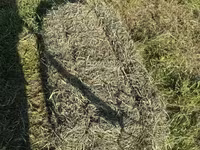 Խոտի տուկ Խառ խոտ — photo 1
