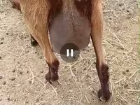 Էգ այծ, Saanen goat — լուսանկար 7