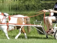 Ձի, Miniature horse — լուսանկար 4