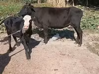母牛, Cattle — 照片 6