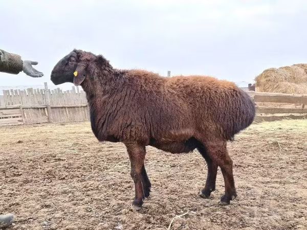 Ram, Sheep