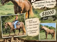 Stute, Kentucky mountain daddle horse — Foto 1