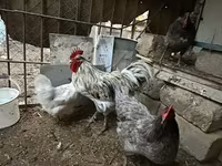 Ավստրալորպ — լուսանկար 2