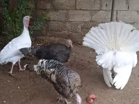 Turkeys — Foto 3