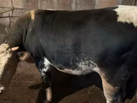 Bull, Cattle — photo 3