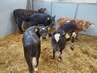 Կով, Simmental cattle — լուսանկար 3