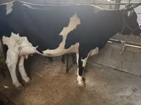 गाय, गोलस्टीन नस्ल — फ़ोटो 2