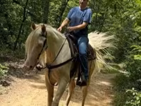 حصان, Kentucky mountain daddle horse — الصورة 4