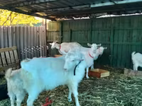 Cabra, Pomellata goat — foto 7