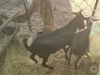 Ешкі, Murcia-Granada goats — 5-сурет