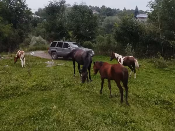 Էգ ձի, Ձիեր — Հայաստան