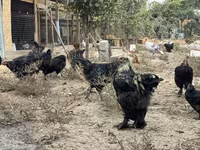 Chickens — फ़ोटो 1