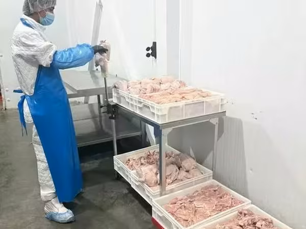 Мясо цыпленка разделка, охл зам, по тз